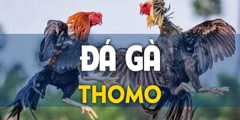 Hình thức trực tiếp đá gà Thomo hôm nay có bình luận viên 