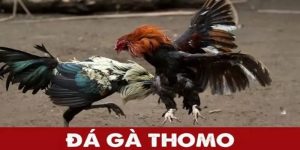 Lợi Ích Xem Trực Tiếp Đá Gà Thomo Hôm Nay Có Bình Luận Viên