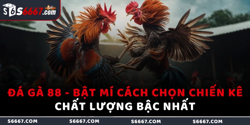 Đá gà 88 - Bật mí cách chọn chiến kê chất lượng bậc nhất