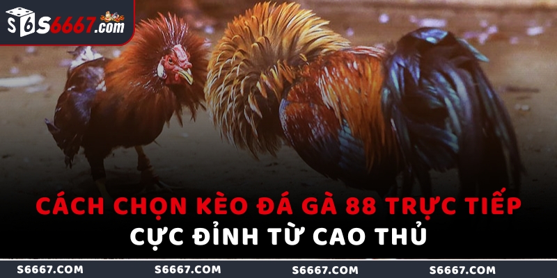 Cách chọn kèo đá gà 88 trực tiếp cực đỉnh từ cao thủ