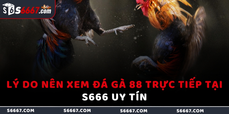 Lý do nên xem đá gà 88 trực tiếp tại S666 uy tín